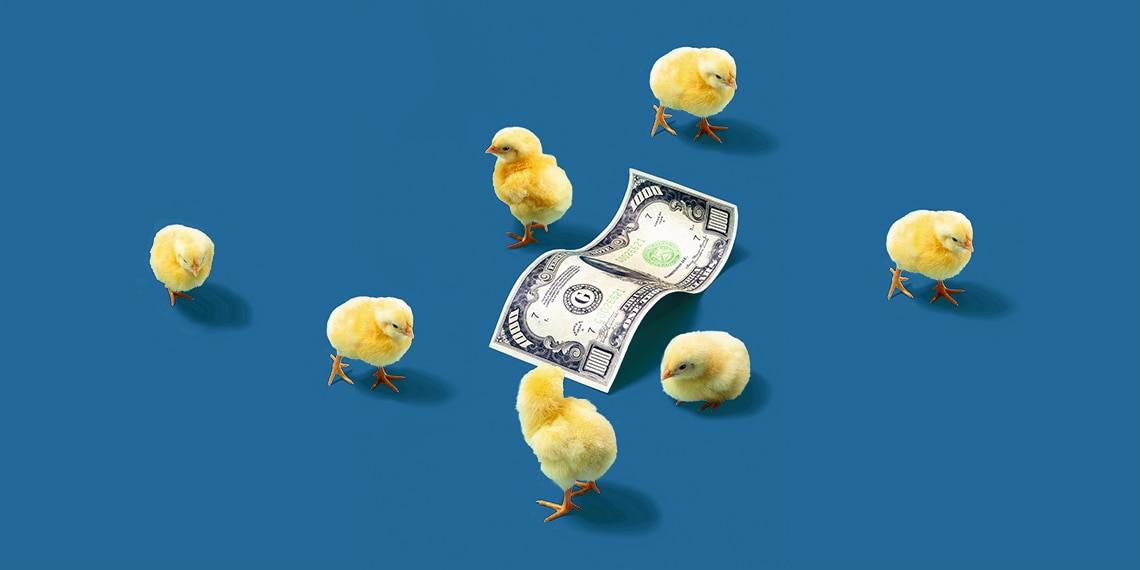 Fluffy chicks with a hundred dollar bill